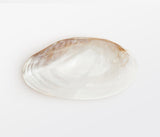 Luci Natural Shell Dish with Shell Feet - Herringbone and Company